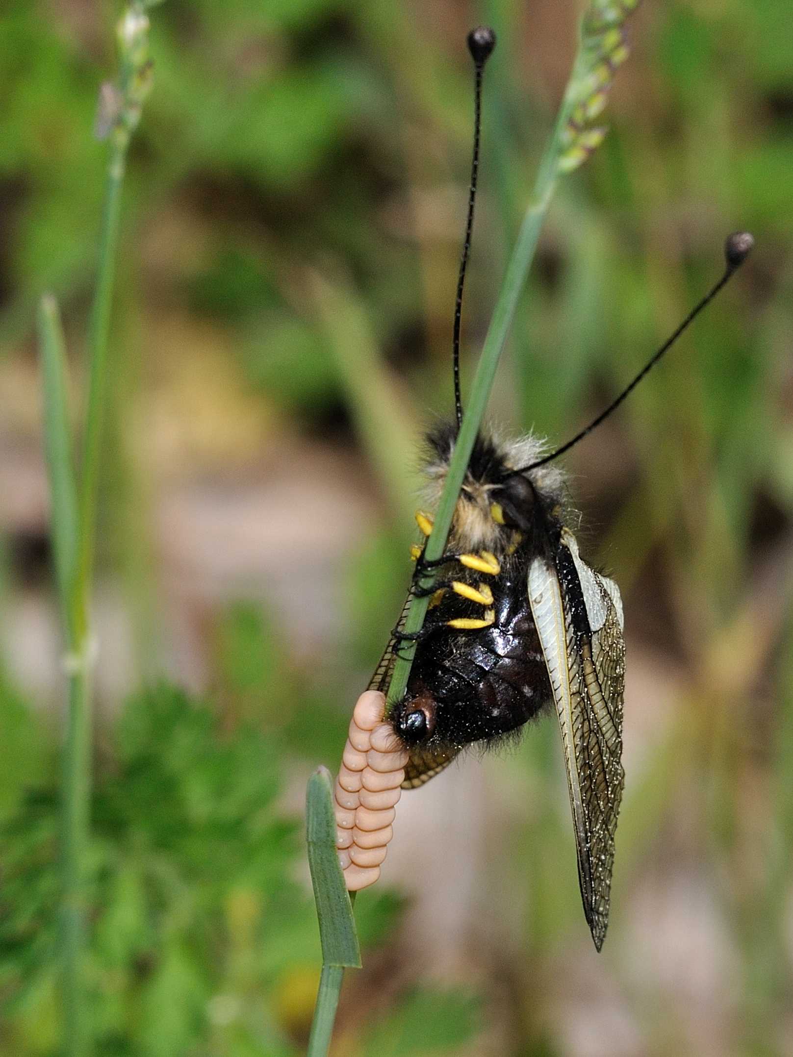 Deposizione Libelloides sp.